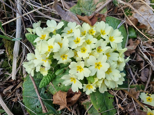 prvosienka bezbyľová Primula acaulis (L.) L.