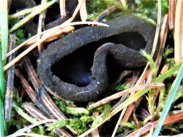 misôčka Pseudoplectania sp.