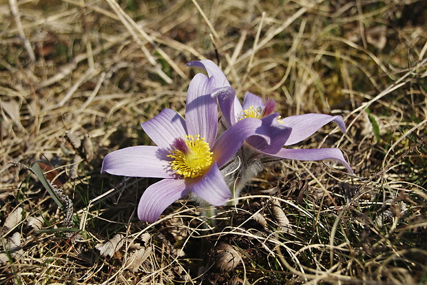 poniklec veľkokvetý Pulsatilla grandis Wender.