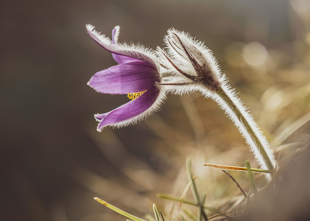 poniklec Pulsatilla sp.