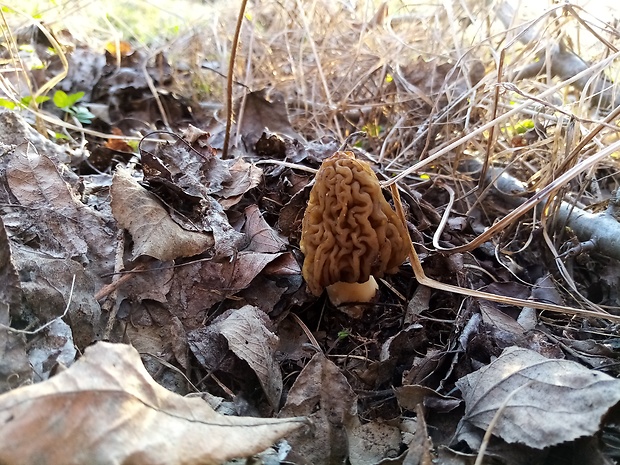 smrčkovec český Verpa bohemica (Krombh.) J. Schröt.