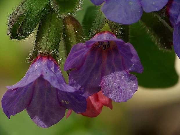 pľúcnik Pulmonaria sp.