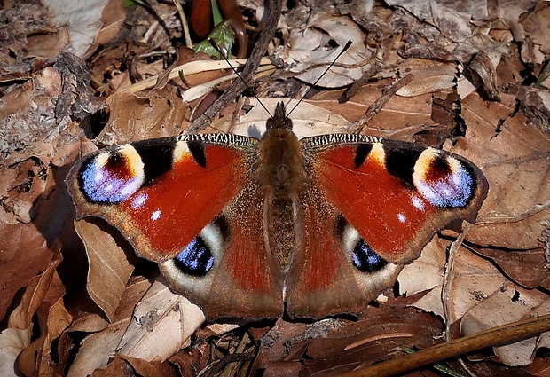 babôčka pávooká (sk) / babočka paví oko (cz) Aglais io (Linnaeus, 1758)