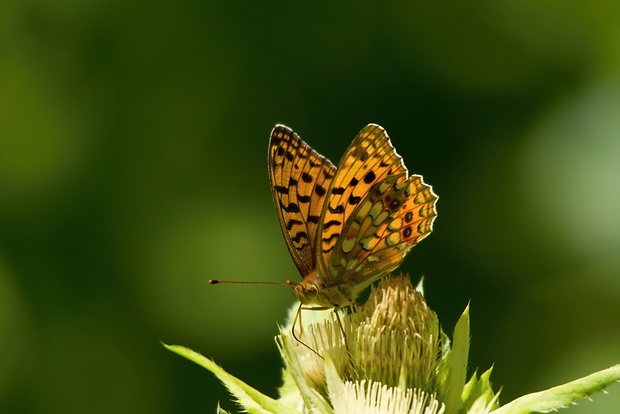 perlovec fialkový Argynnis adippe Denis & Schiffermüller