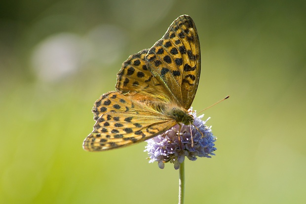 perlovec striebristopásavý Argynnis paphia L.