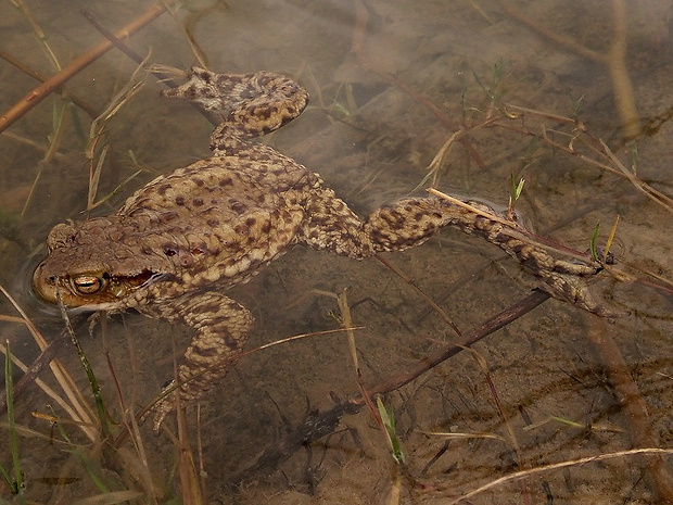 ropucha bradavičnatá - samček Bufo bufo