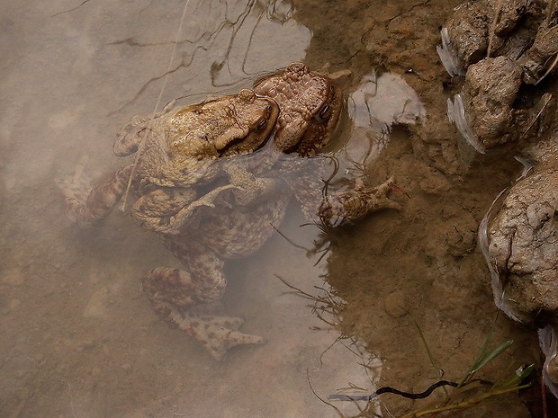 ropucha bradavičnatá - párik Bufo bufo