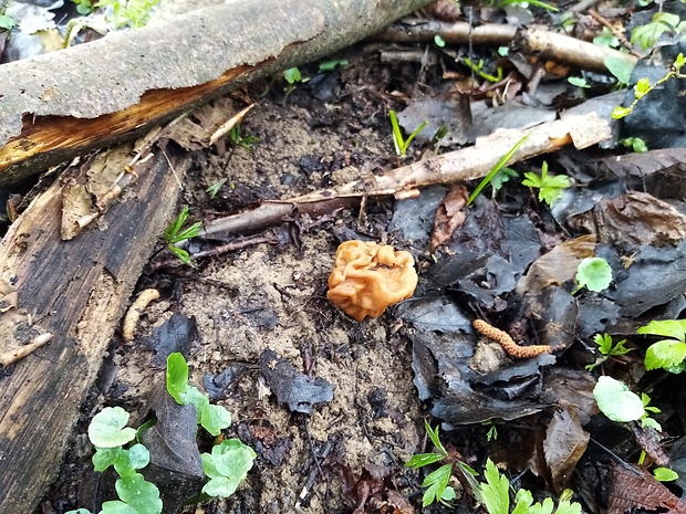 ušiak obrovský Gyromitra gigas (Krombh.) Cooke