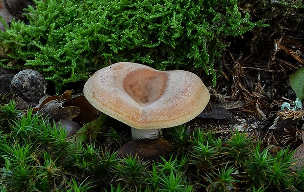 rýdzik žltomliečny Lactarius chrysorrheus Fr.