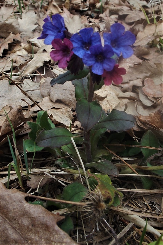 pľúcnik tmavý Pulmonaria obscura Dumort.