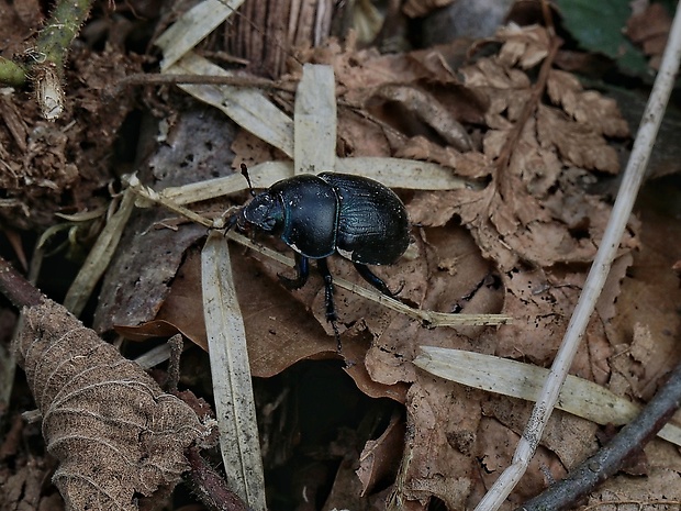 lajniak hôrny Anoplotrupes stercorosus