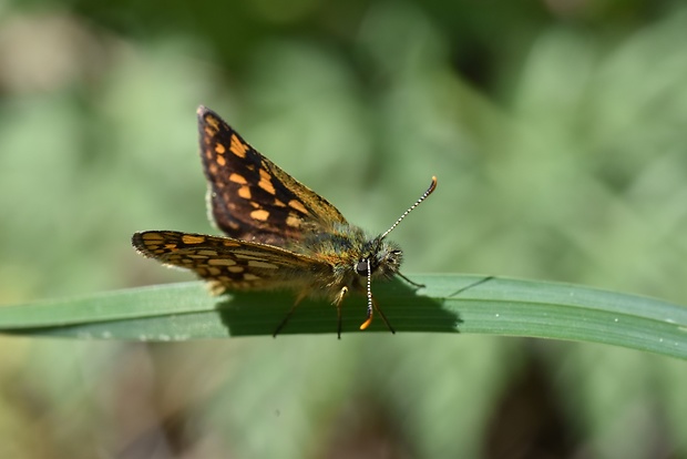 súmračník skorocelový Carterocephalus palaemon Pallas