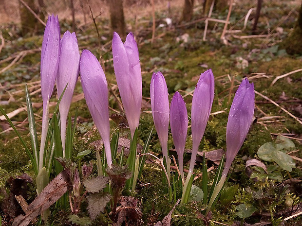 šafran karpatský Crocus heuffelianus Herb.