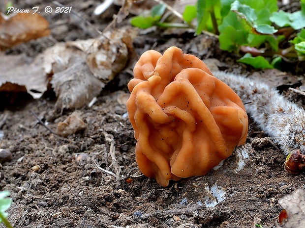 ušiak obrovský Gyromitra gigas (Krombh.) Cooke