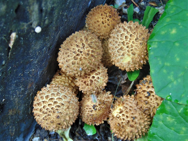 šupinovka šupinatá Pholiota squarrosa (Vahl) P. Kumm.