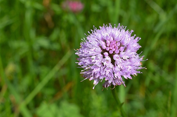 pavstavač hlavatý Traunsteinera globosa (L.) Reichenb.