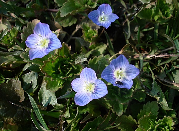 veronika perzská Veronica persica Poir.