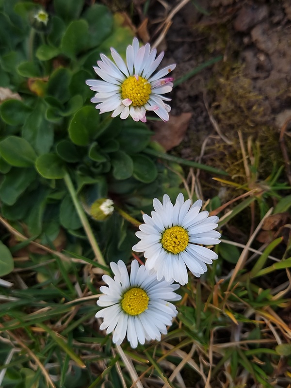 sedmokráska obyčajná Bellis perennis L.