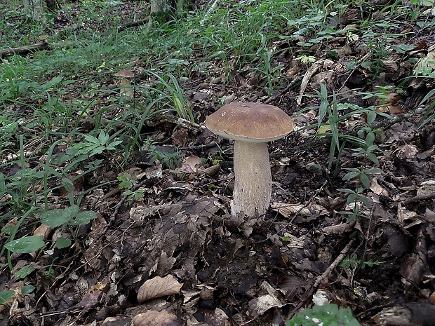 hríb dubový Boletus reticulatus Schaeff.