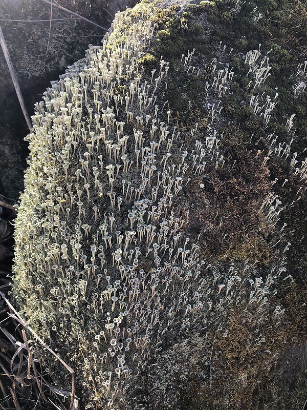 dutohlávka riasnatá Cladonia fimbriata (L.) Fr.