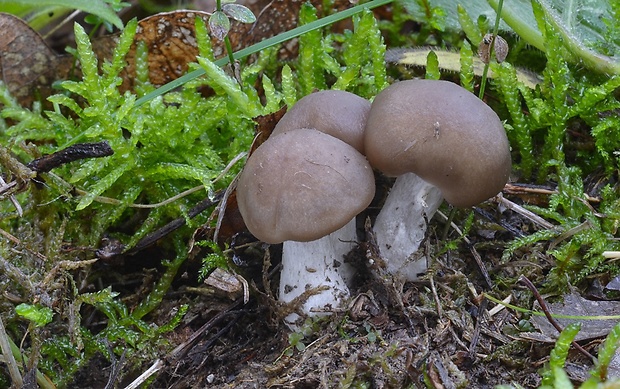 pavučinovec Cortinarius sp.