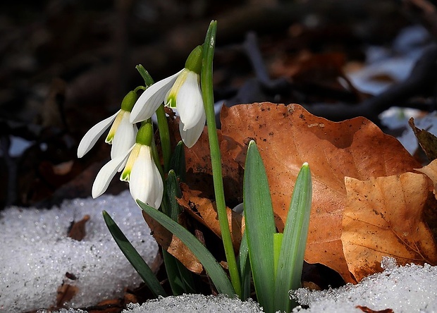 snežienka jarná Galanthus nivalis L.