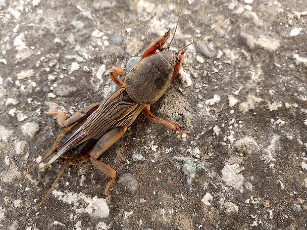 medvedík obyčajný Gryllotalpa gryllotalpa