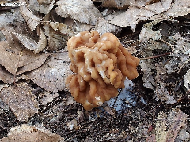 ušiak obrovský Gyromitra gigas (Krombh.) Cooke