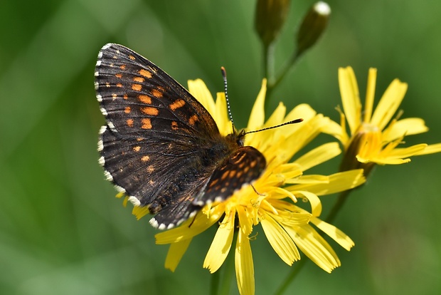 hnedáčik skorocelový Melitaea athalia Rottemburg