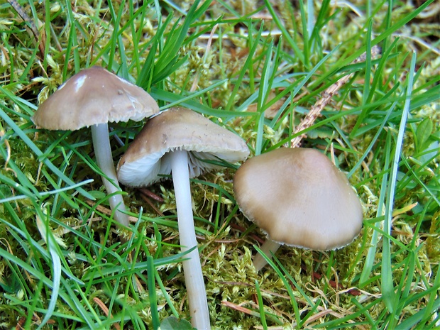 prilbička šišková Mycena strobilicola J. Favre & Kühner