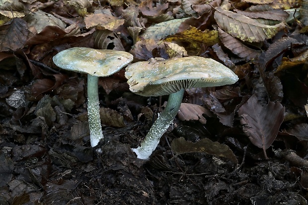 golierovka zelenomodrá Stropharia caerulea Kreisel