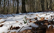 snežienka jarná - biotop