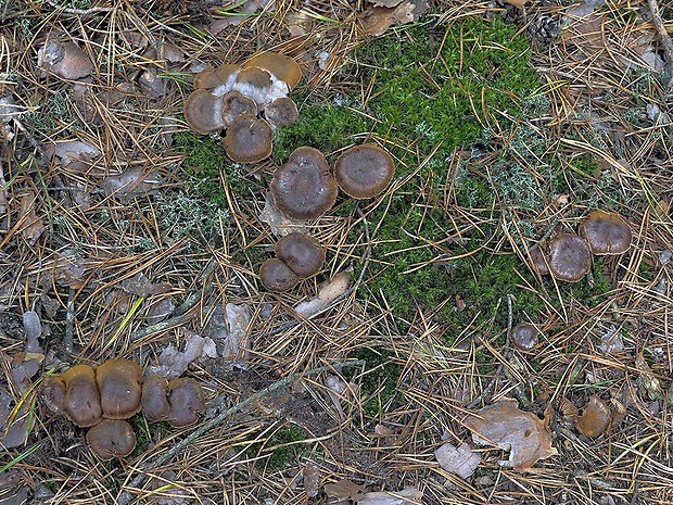 pavučinovec pieskomilný Cortinarius erythrinoides Bid. & al., ad int.