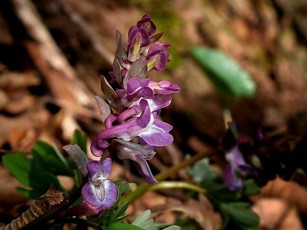 chochlačka dutá Corydalis cava (L.) Schweigg. et Körte