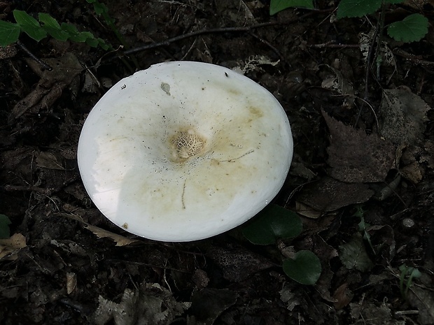 rýdzik korenistý Lactarius piperatus (L.) Pers.