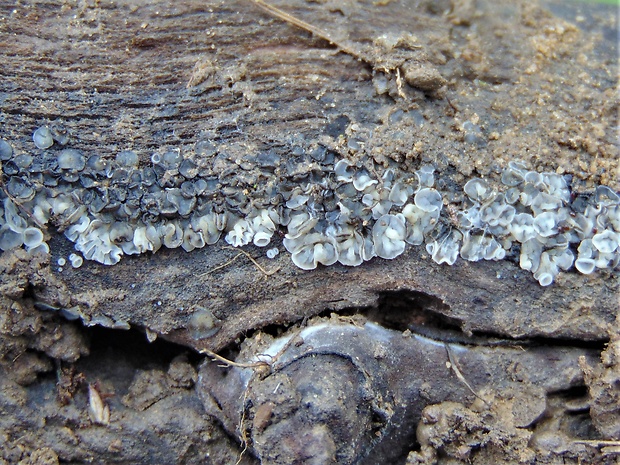 molízia Mollisia sp.