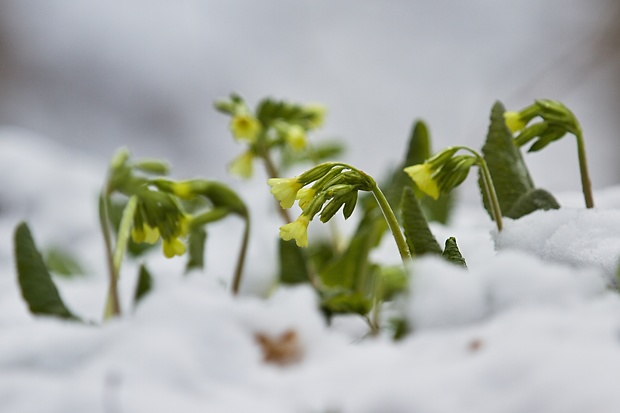 prvosienka vyššia Primula elatior (L.) L.