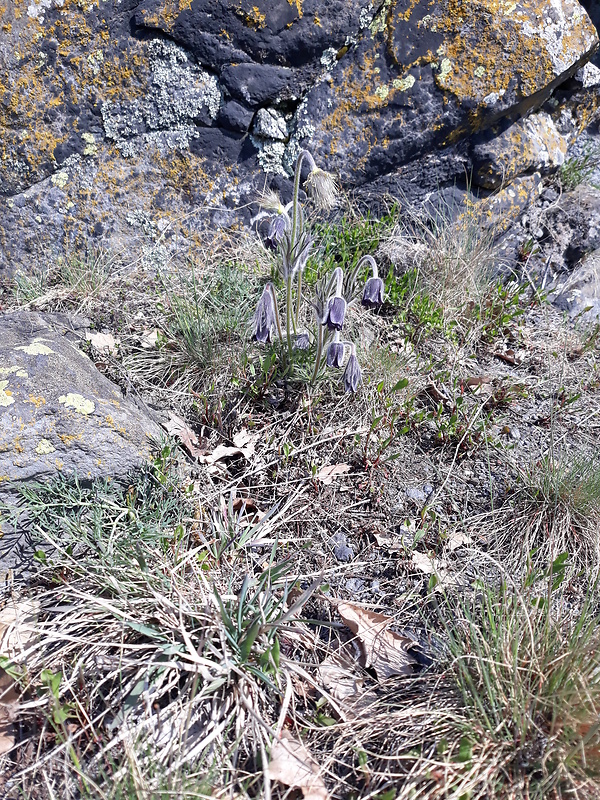 poniklec maďarský Pulsatilla x magyarica J. Wagner