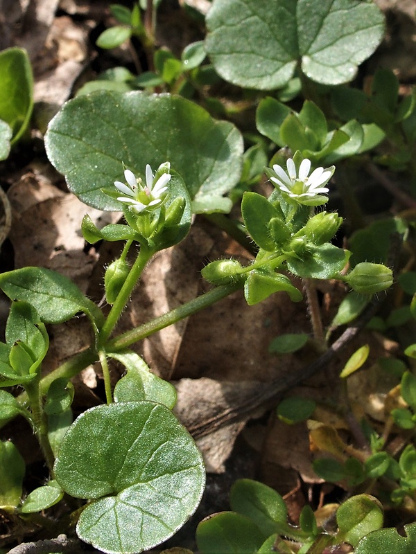 hviezdica nebadaná Stellaria neglecta Weihe