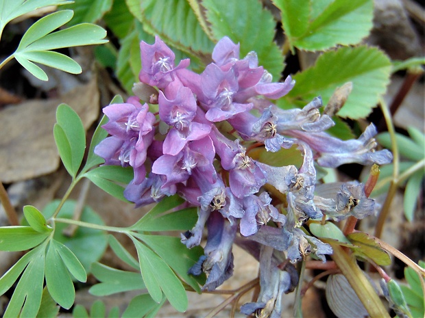 chochlačka Corydalis sp.