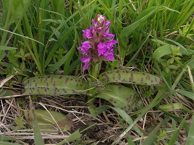 vstavačovec májový pravý Dactylorhiza majalis subsp. majalis (Reincherb.) Hunt & Summerh.