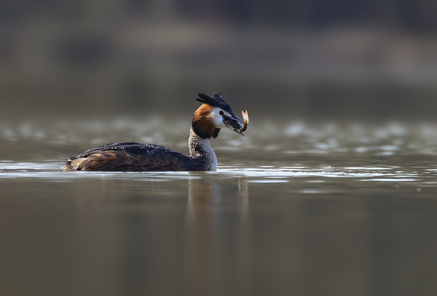 potápka chochlatá Podiceps cristatus