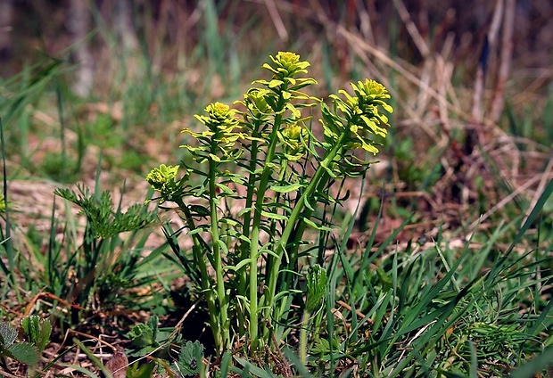 mliečnik chvojkový Tithymalus cyparissias (L.) Scop.