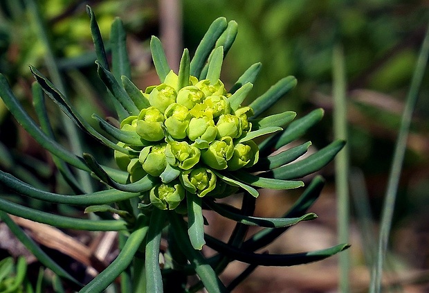 mliečnik chvojkový Tithymalus cyparissias (L.) Scop.