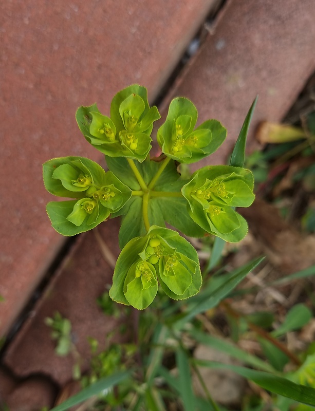 mliečnik kolovratcový Tithymalus helioscopia (L.) Scop.