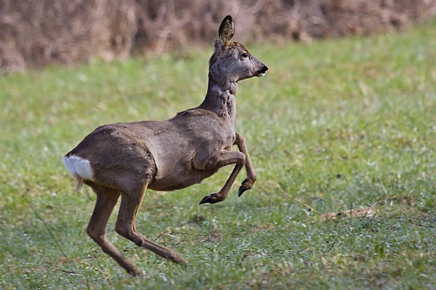 srna lesná  Capreolus capreolus