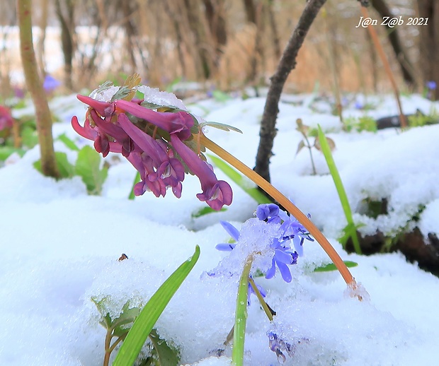 chochlačka plná Corydalis solida (L.) Clairv.