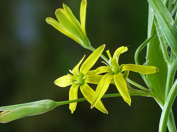 krivec žltý Gagea lutea (L.) Ker Gawl.