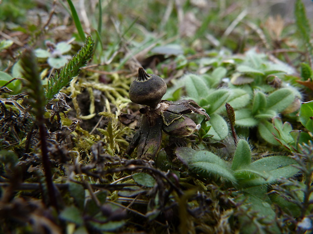 hviezdovka Schmidelova Geastrum schmidelii Vittad.