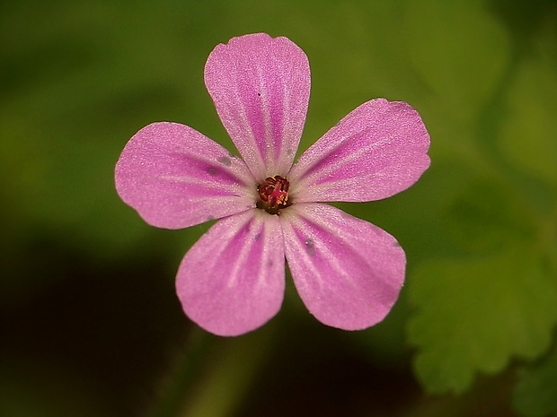 pakost smradľavý Geranium robertianum L.